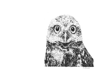 Owl by Let Your Art Soar art print