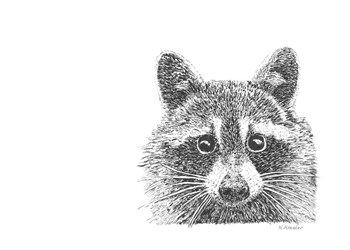 Raccoon by Let Your Art Soar art print