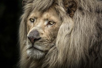 The White Albino Lion Close Up by Duncan art print