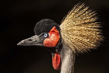 Crowned Crane Close Up by Duncan art print