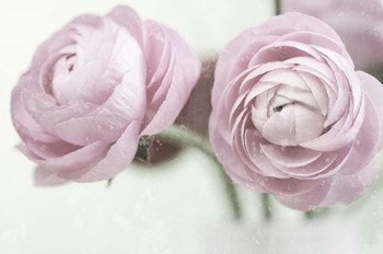 2 Pink Rannunculus by Tom Quartermaine art print