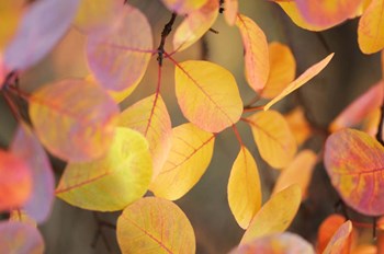 Fall Leaves 2 by Tom Quartermaine art print