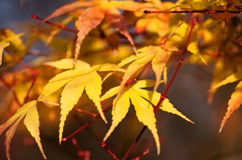 Fall Leaves 7 by Tom Quartermaine art print