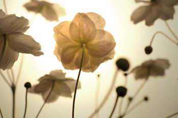 Silhouette in Field by Tom Quartermaine art print