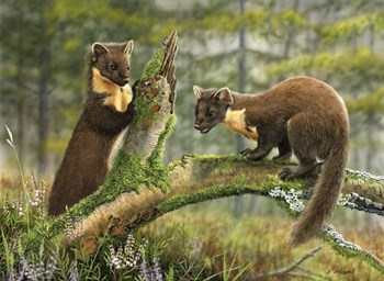 Pine Martens by Nigel Artingstall art print