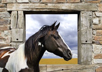 Painted Horse by Lauren Julian art print