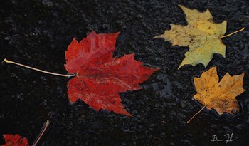 Leaves of Color by 5fishcreative art print