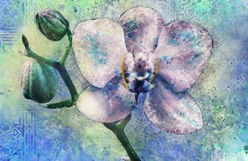 Orchid Watercolor by Surma &amp; Guillen art print