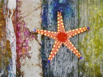 Starfish 1 by Surma &amp; Guillen art print