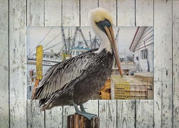 Pelican Pride by Steve Hunziker art print