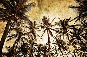 Coconut Palms by Skip Nall art print