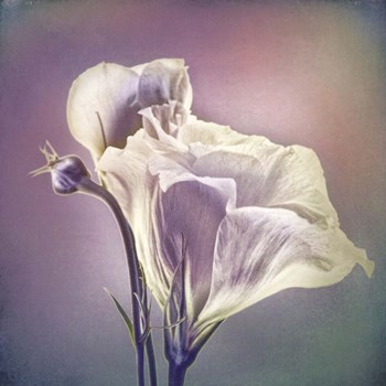 Greet the Day B by Leda Robertson art print