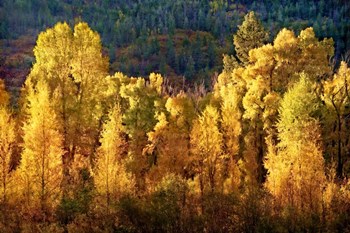 Aspens in Autumn I by Leda Robertson art print