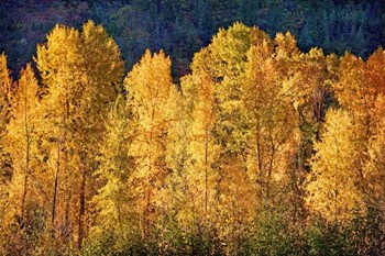 Aspens in Autumn III by Leda Robertson art print