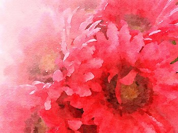 Red Gerbera by Irena Orlov art print