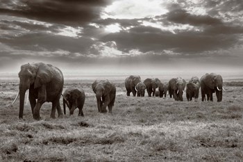 Amboseli elephants by Jorge Llovet art print