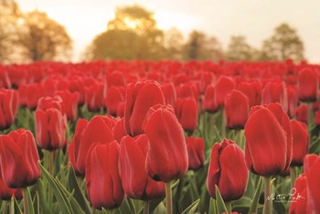 Tulips from Twente by Martin Podt art print