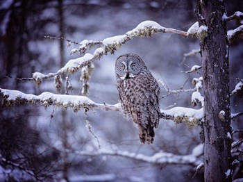 Owl in the Snow II by PHBurchett art print
