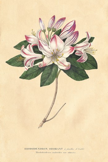 Rhododendron Vintage by Wild Apple Portfolio art print