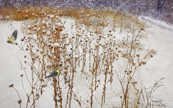 Goldfinches Snow by Chris Vest art print