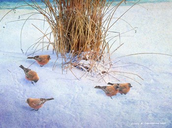 Rosy Finches by Chris Vest art print