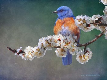 Apple Blossoms Bluebird by Chris Vest art print