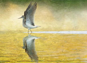 Yellowlegs Wings Up by Chris Vest art print