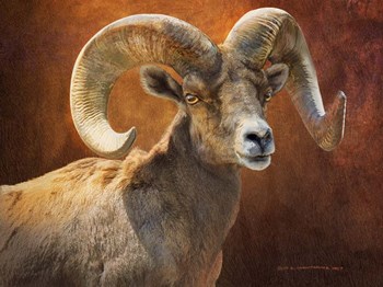 Bighorn Portrait by Chris Vest art print