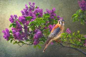 Lilac Branch Kestrel by Chris Vest art print