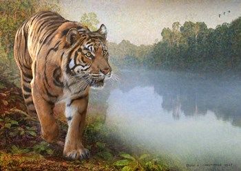 Tiger Along the River by Chris Vest art print