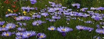 Field Of Asters Colorado Mtns by Tom Brossart art print