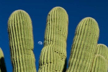 Color Saguaro Cactus Moon Arizona Superstition Mtns by Tom Brossart art print