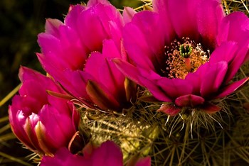 Prickly Pear Cactus Arizona Desert Horizontal by Tom Brossart art print