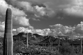 Arizona Superstition Mtns Saguaros 1 by Tom Brossart art print