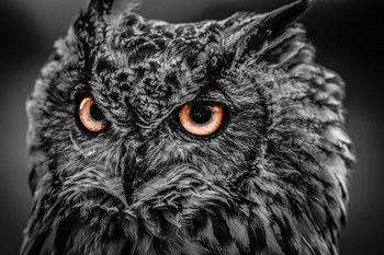 Wise Owl 5 Black &amp; White by Duncan art print