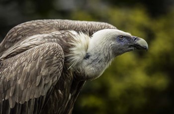 Vulture 3 by Duncan art print