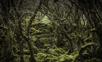 Mossy Forest 2 by Duncan art print