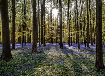 Fairytale Forest Sunlight by Duncan art print