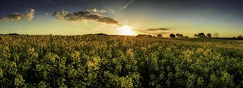 Rapeseed Field by Duncan art print