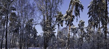 Snow Trees by Duncan art print