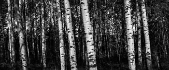 Birch Trees Black &amp; White by Duncan art print