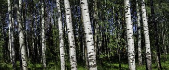 Birch Trees by Duncan art print