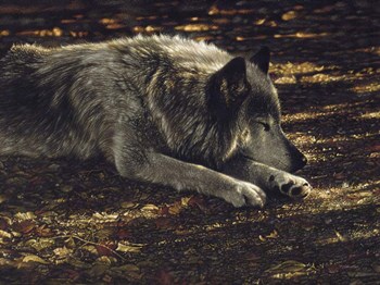 Resting Wolf by Collin Bogle art print