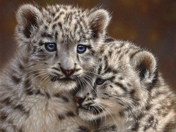 Snow Leopard Cubs - Playmates - Horizontal by Collin Bogle art print