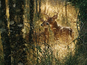 Whitetail Deer - A Golden Moment - Horizontal by Collin Bogle art print