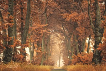 Follow Your Own Way by Martin Podt art print