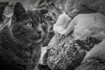 Cat and the Snow by Anita Vincze art print