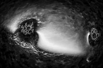 Fabulous Little Creatures 15 by Anita Vincze art print