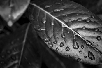 Monochrome Flower 38 by Anita Vincze art print