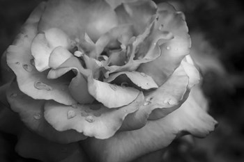 Monochrome Flower 67 by Anita Vincze art print